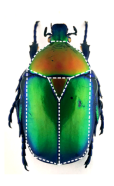 The scutoid shape was named after this top-down view of a beetleâs scutellum.
